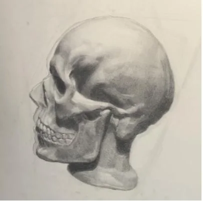 Charcoal study of a human skull in three-quarter view, modeled in soft tone.